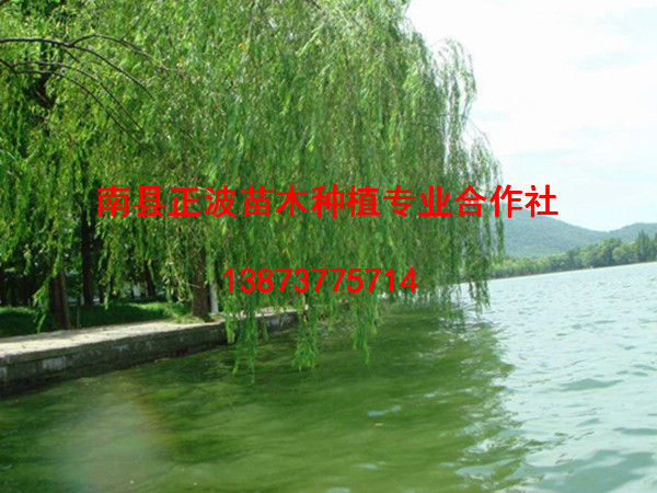 柳樹