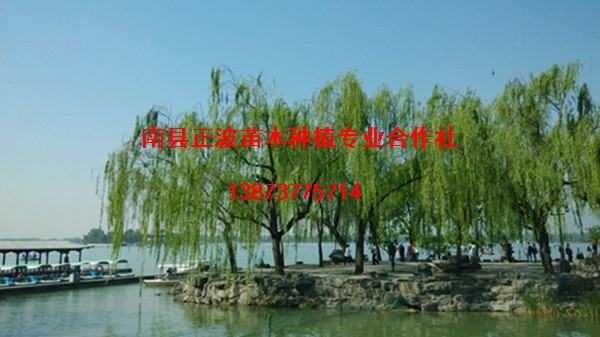 柳樹