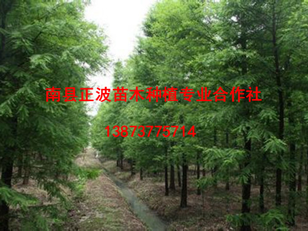 落羽杉