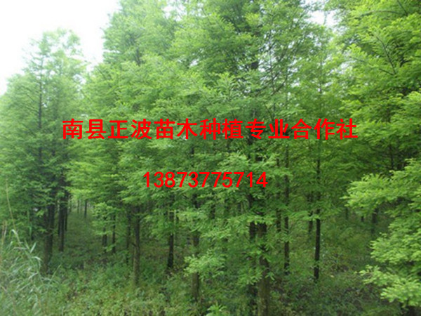 落羽杉