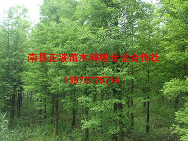落羽杉