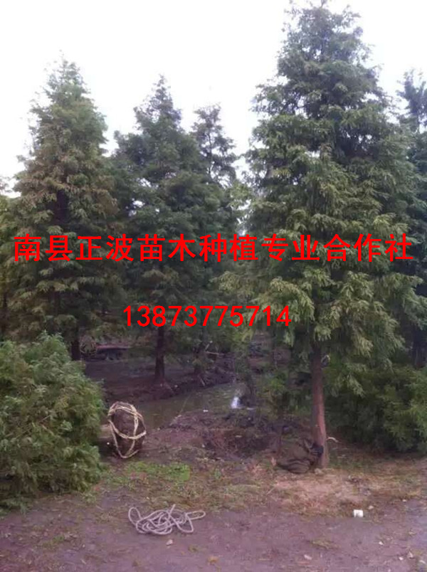落羽杉