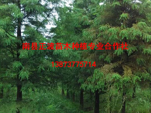 墨西哥落羽杉