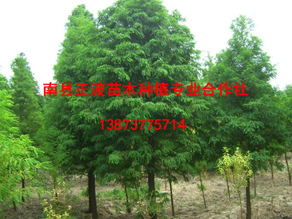 墨西哥落羽杉