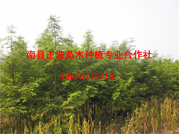 墨西哥落羽杉