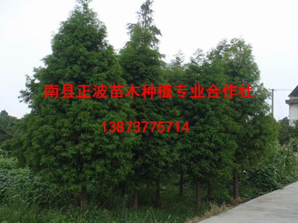 墨西哥落羽杉