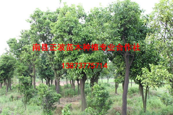 香泡
