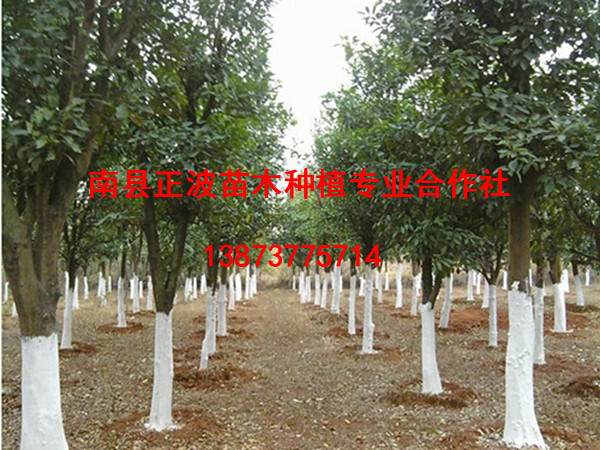 香泡