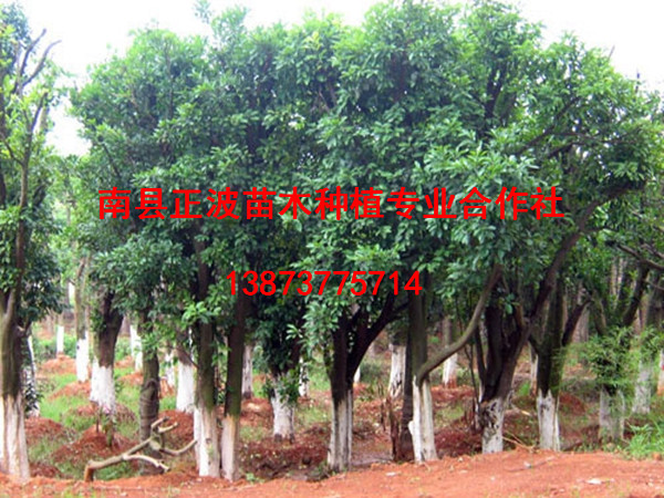香泡