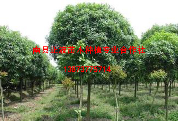 香柚