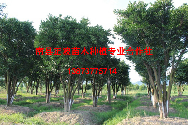 香柚