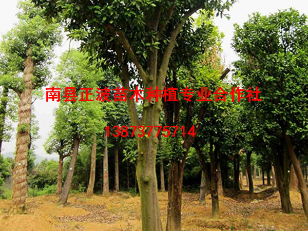 香柚