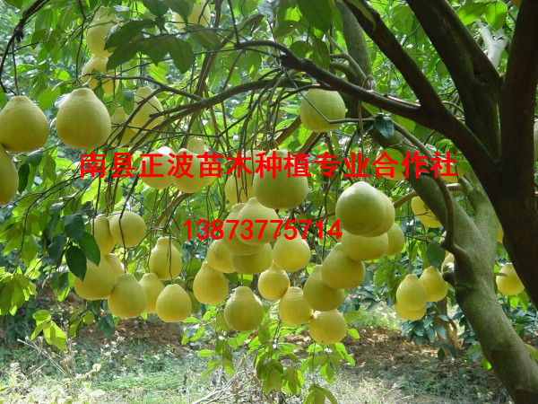 香柚
