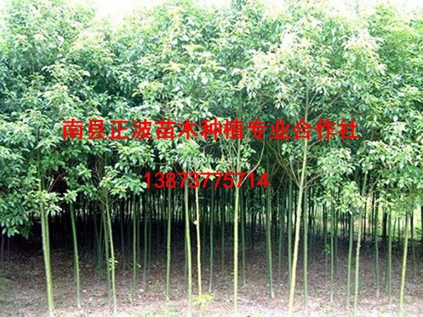 香樟