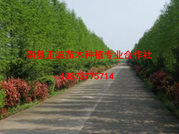 中山杉