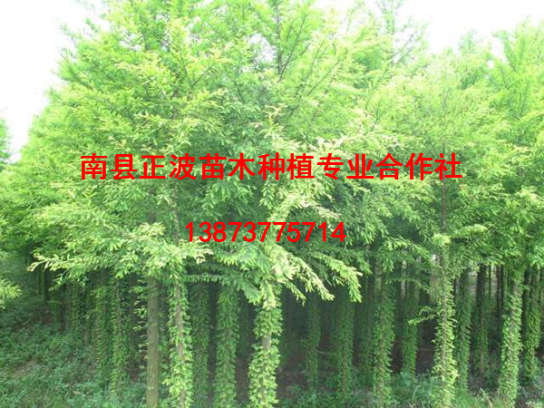 中山杉
