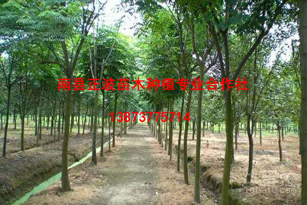 欒樹3