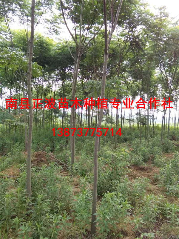 欒樹2