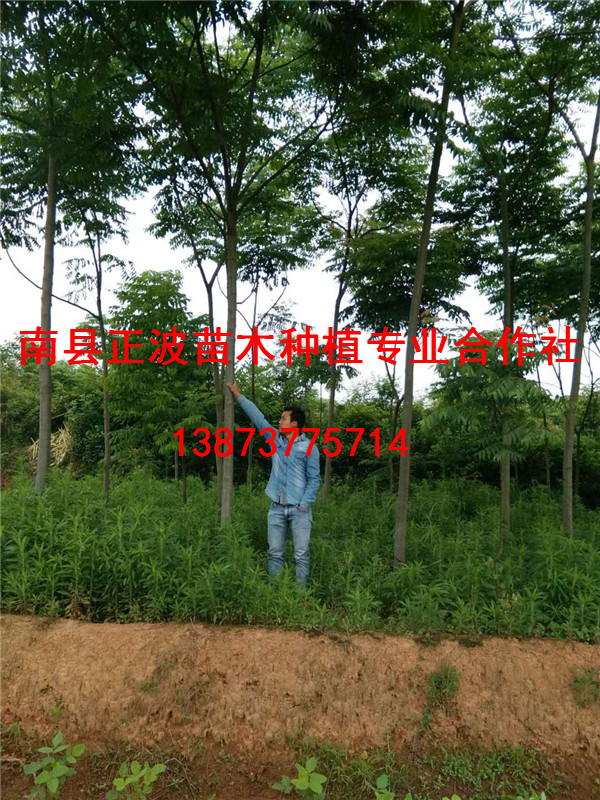 欒樹